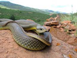 Snakes Of Colorado Snake Beautiful Snakes Amphibians
