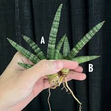 Sansevieria cylindrica boncel dwarf, snake plant indoor succulents, live indoor plants for sansevieria plant stand, snake plant pot or ceramic planter. Succulent Sansevieria Cylindrica Var Patula Boncel å¤šè‚‰ ä½›æ‰‹å…° Shopee Malaysia