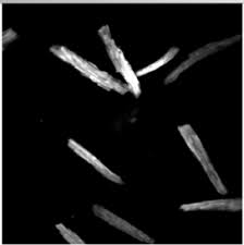 Laboratory techniques, as used in biology, biochemistry, chemistry, molecular biology, etc. Cell Isolation Wikipedia