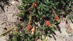 Image result for Indigofera colutea