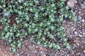 Image result for Guilleminea densa