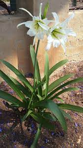 Like part of plant) right below the flower leaves alternate on stem perennial plant, extensive, spreading roots, whitish and fleshy. Please Help Me Identify This Bulbous Plant With Long Broad Leaves And White Flowers Gardening Landscaping Stack Exchange