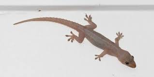 How do i get rid of spiders without calling pest control? Asian Geckos And How To Control Them Safeguard Pest Control