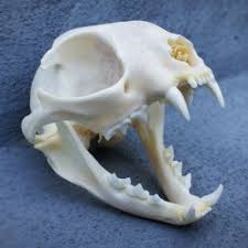 Just the photograph of a skull is enough the cat is also a protector of people's homes, as well as a symbol of domestic goodness. Real Cat Skull Domestic Cat Animal Skulls Oddity Store Online Odditiesforsale Com In 2020 Animal Skulls Skull Reference Cat Skull