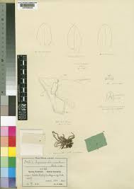 Image result for Angraecum chamaeanthus