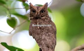 Maybe you would like to learn more about one of these? 10 Makanan Burung Hantu Celepuk Dan Cara Pemberian Burungnya Com