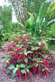 Image result for Acalypha hispida