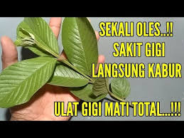 Doa obat sakit gigi berlubang. Cara Mengobati Sakit Gigi Tak Berlubang Bisabo Channel