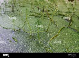 Image result for Virectaria major