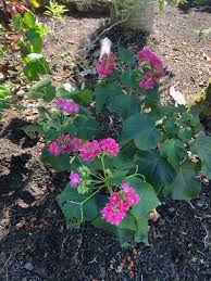 Image result for Dombeya