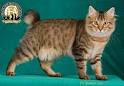 American Bobtail Kittens for Sale - Adoptapet