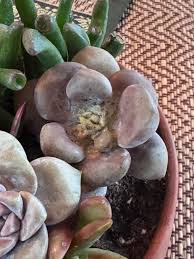 Succulents & Propagation