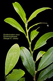 Image result for Erythroxylaceae
