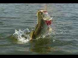 Fishing can be excellent during the day if there is heavy cloud cover. Summer Bass Fishing On The Ohio River Youtube