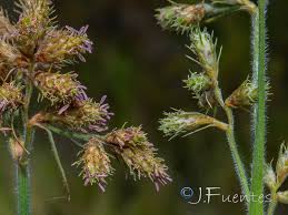 Image result for Fuirena pubescens
