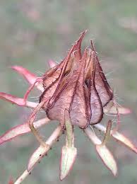 Image result for Hibiscus surattensis