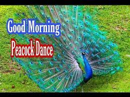 Check spelling or type a new query. Peacock Dance Good Morning Video à¤® à¤° à¤¨ à¤¤ à¤¯ Good Morning Youtube
