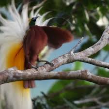 Lesser Bird Of Paradise Images Tim Laman On Instagram Video By Timlaman A Male Lesser Bird Of Paradise Struts His Stuff At A Canopy Display Site In We Birds Birds Of Paradise West Papua