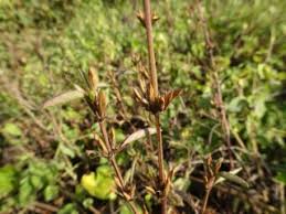 Image result for Dyschoriste multicaulis