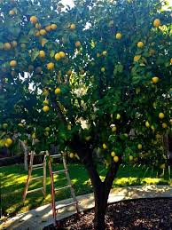 Pin By Raw Naturals On Lemon Tree Backyard Trees Backyard Plants Citrus Trees