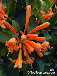 Image result for Pyrostegia