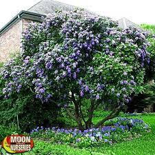 Texas Mountain Laurel Texas Mountain Laurel Laurel Plant Flowering Trees