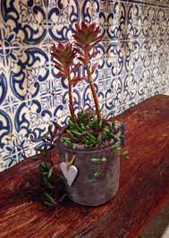 樹狀石蓮 黃花新月 愛心吊牌圓桶盆 planter pots planters succulents