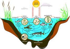 Maybe you would like to learn more about one of these? Freshwater Producers And Consumers Biology Online Tutorial