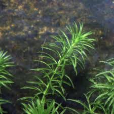 Image result for Hydrilla verticillata