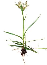Image result for Cyperus nuerensis