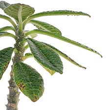 Image result for Dorstenia