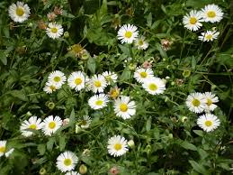 A review of the bioactivity and potential health benefits of chamomile tea (matricaria recutita l.). Chamomile Tea Benefits Health Benefits Of Tea Tea Answers