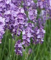 Lavandula Angustifolia Betty S Blue Lavender Lavender Plant White Flower Farm Plants