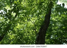 Image result for Lepisorus excavatus