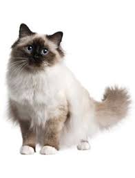 Birman Kittens For Sale Nsw Birman Cat Breed Learn About The Birman Cat Breed Birman Kittens For Sale Birman Cat Birman Kittens
