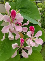 Image result for Bauhinia macrantha