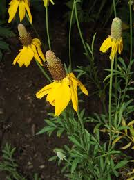 Image result for Nidorella pinnata