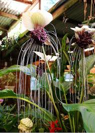 Pin On Bonsai And Blooms