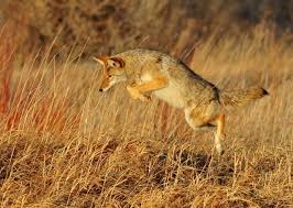 How do you keep coyotes away from your house? How To Keep Coyotes Away From Your Farm And Yard