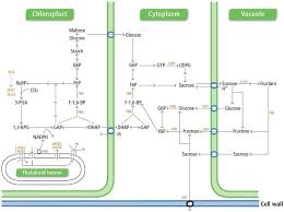 The photosynthesis takes place in the mesophyll cells of c 3 plants. Photosynthesis And Carbon Metabolism And Transport Pathways Within A Download Scientific Diagram