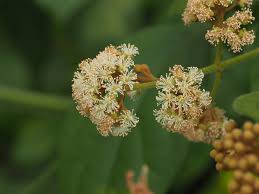 Image result for Celastraceae