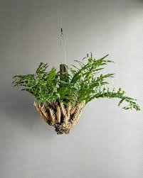 Image result for Huperzia mildbraedii