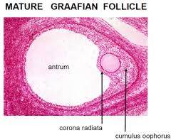 An antral follicle (or graafian follicle) is an ovarian follicle during a certain latter stage of folliculogenesis. Histology Of Female Reproductive Tract Flashcards Cram Com