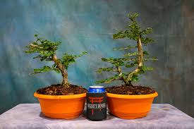 Image result for Premna sp.