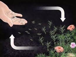 One way to propagate roses is from rose cuttings taken from the rose bush one desires to have more of. How To Take Care Of Moss Roses 13 Steps With Pictures Wikihow