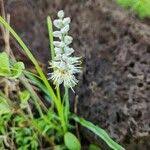 Image result for Chlorophytum africanum