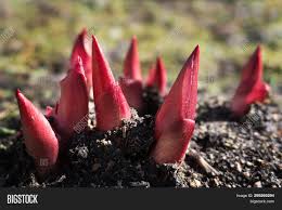 Peonies like cold winters, and that's hard to recreate in the south. Sprouting Plants Image Photo Free Trial Bigstock