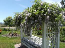 Popular varieties for landscape and garden planting include amethyst falls wisteria (american wisteria). This Year S Pics Of Blue Moon Wisteria Over Trellis Bench