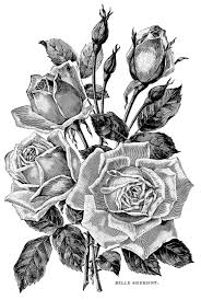 Black And White Beautiful Flower Rose Clip Art Roses Vintage Illustration From The Gallery Flowers And Vegetation Vintage Floral Tattoos Clip Art Vintage Vintage Illustration