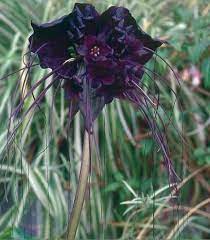 15 Eccentric Endangered Trees Plants And Flowers Webecoist Bat Flower Plants Unusual Plants